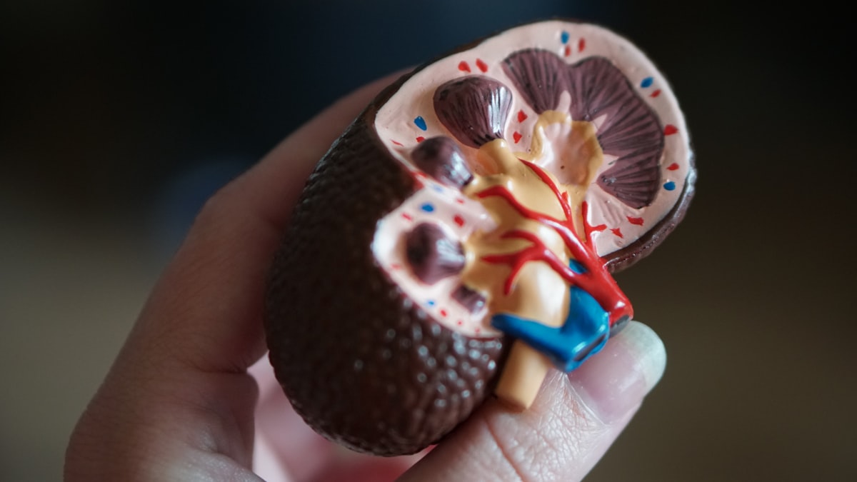 Hidratación y función renal